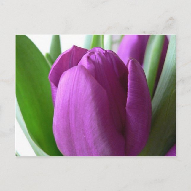 Purple Tulip Postcard (Front)