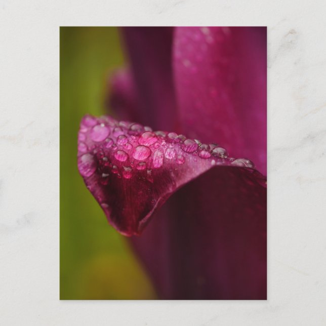 Purple Tulip Postcard (Front)