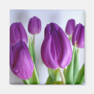 Purple Tulip Spring Magnet