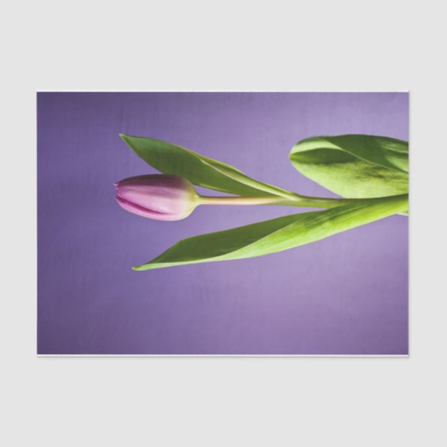 Purple tulip tissue paper (Front)
