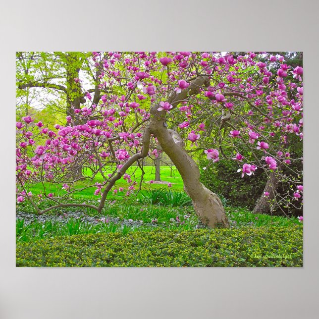 "PURPLE TULIP TREE IN SPRING" (PHOTOG) POSTER (Front)