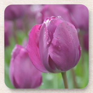 Purple Tulip with water drops Coaster