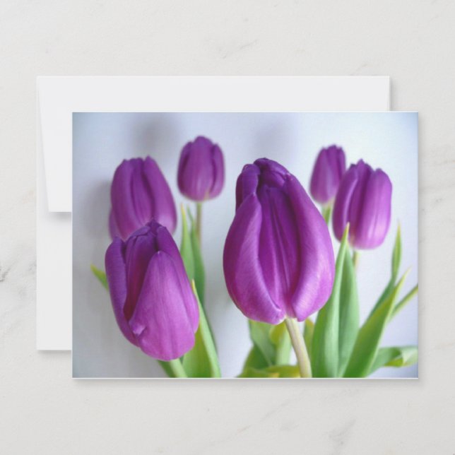 Purple Tulips (Front)