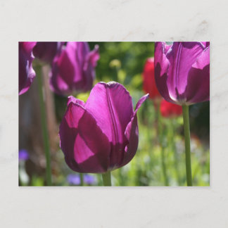 Purple Tulips 2007 Postcard