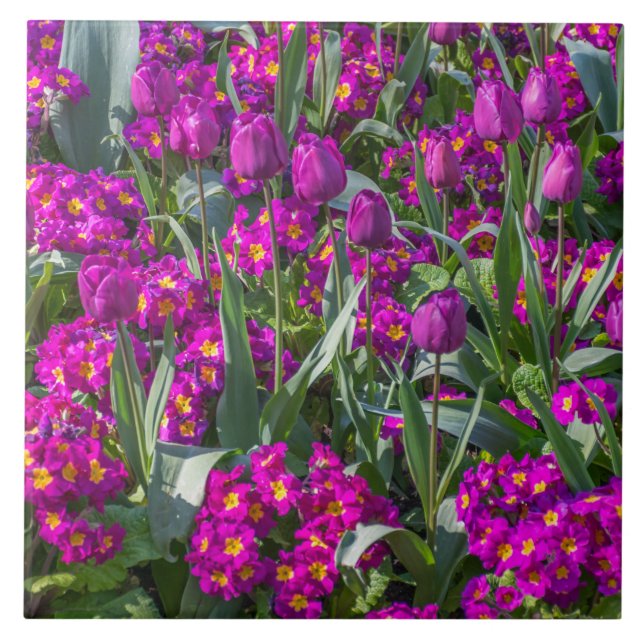 Purple tulips and primroses ceramic tile (Front)