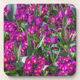 Purple tulips and primroses hard plastic coasters