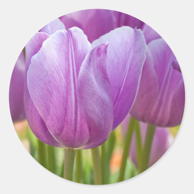 Purple Tulips Blooming in Spring Classic Round Sticker (Front)