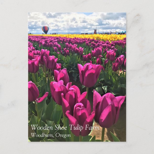 Purple Tulips in a Field with a Hot Air Balloon Postcard (Front)