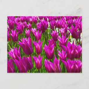 Purple Tulips in Keukenhof, Holland Wall Postcard