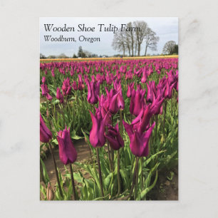 Purple Tulips in the Field Postcard
