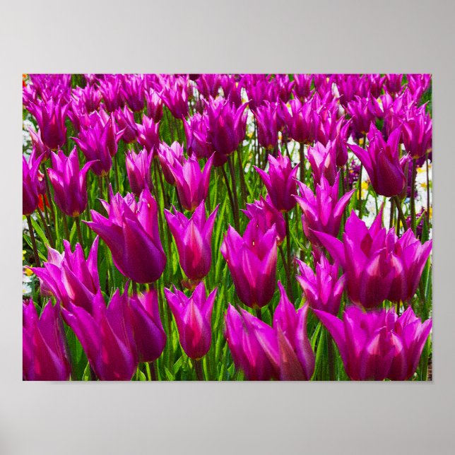 Purple Tulips Keukenhof Holland Small Poster (Front)