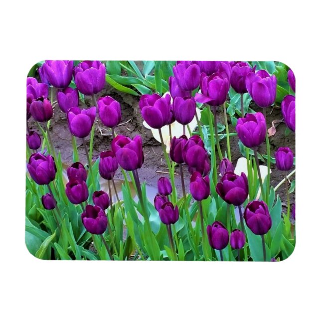 Purple Tulips, Oregon Magnet (Horizontal)