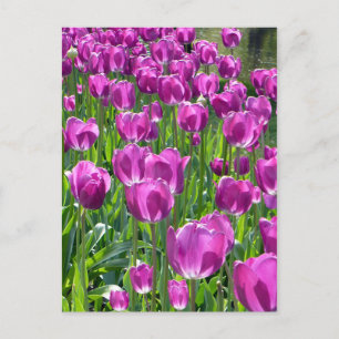 Purple Tulips Postcard
