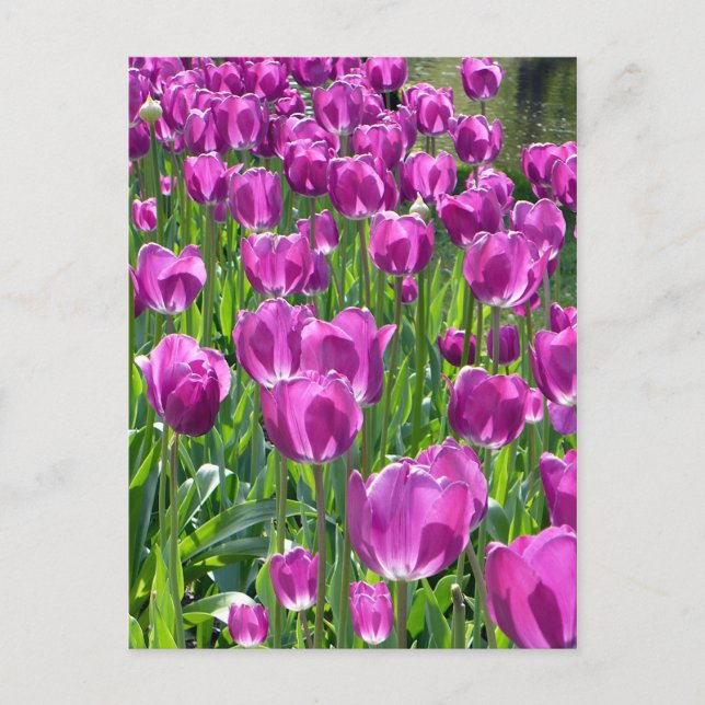 Purple Tulips Postcard (Front)