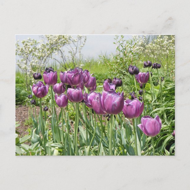 PURPLE TULIPS POSTCARD (Front)