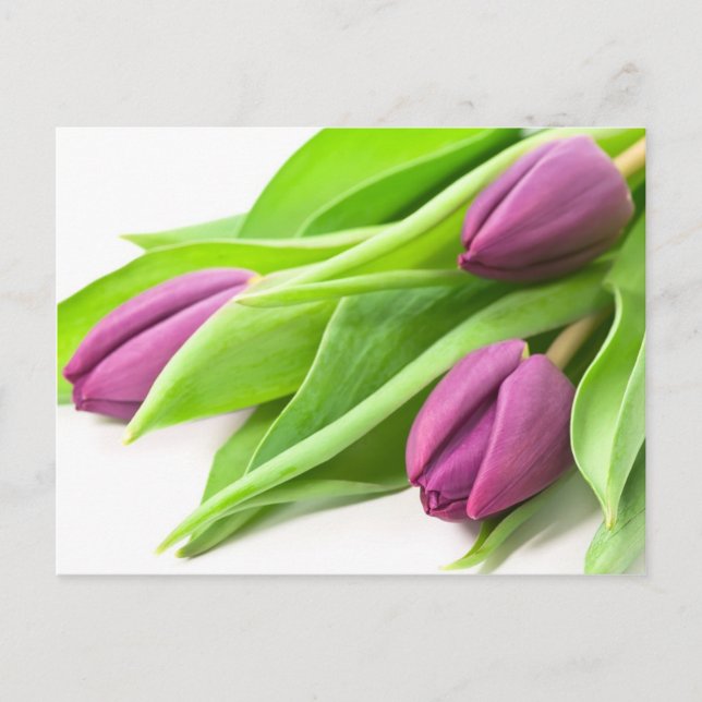 Purple Tulips Postcard (Front)