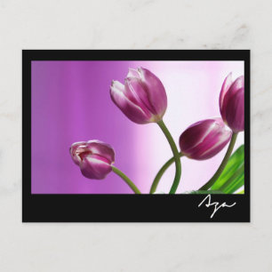 purple tulips postcard