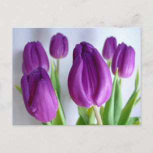Purple Tulips Postcard