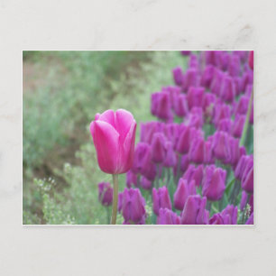 Purple Tulips Postcard