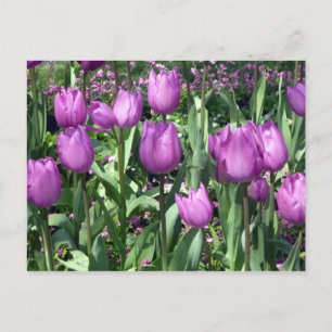 purple tulips postcard
