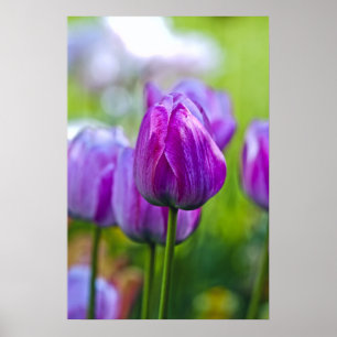 Purple Tulips Poster