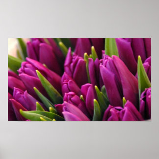 Purple Tulips Poster