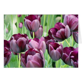 Purple Tullips