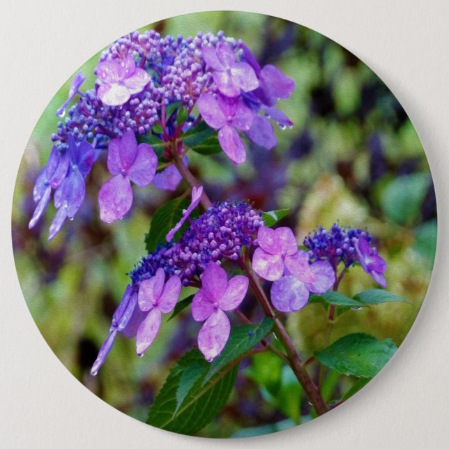Purple Twist and Shout Hydrangea Flower 6 Cm Round Badge (Front)