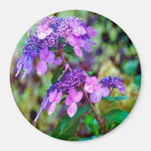 Purple Twist and Shout Hydrangea Flower Magnet