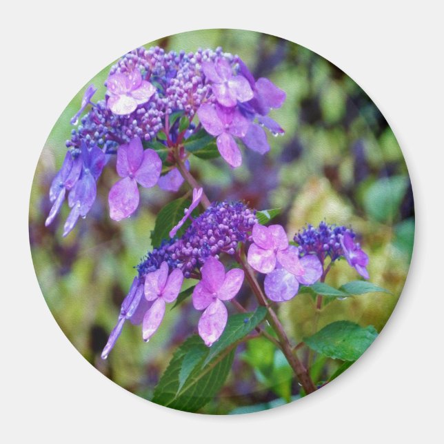 Purple Twist and Shout Hydrangea Flower Magnet (Front)
