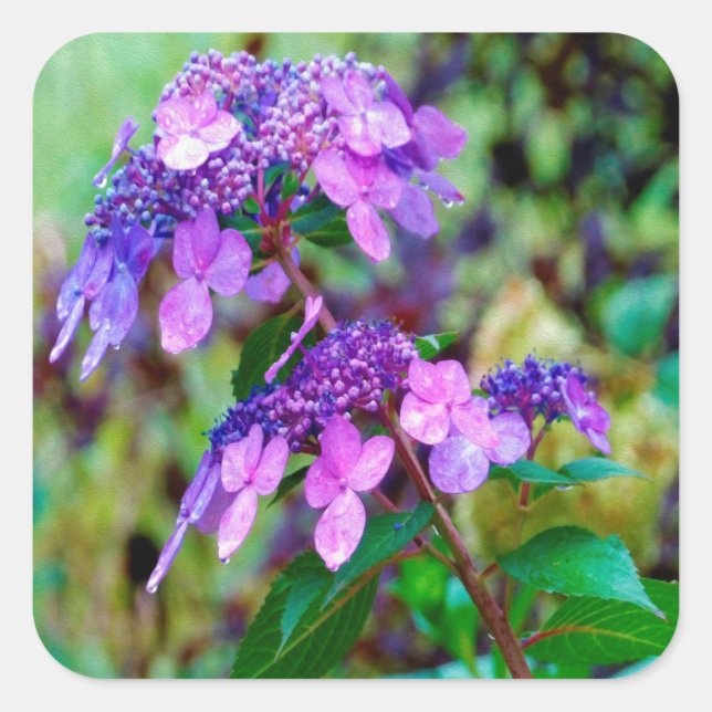 Purple Twist and Shout Hydrangea Flower Square Sticker (Front)