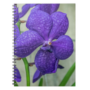 Purple vanda orchids notebook