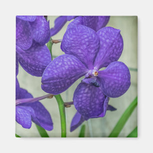 Purple Vanda orchids view fridge magnet