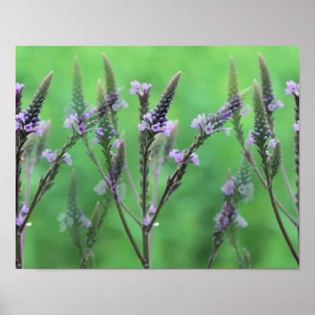 Purple Vervain Flowers Multiplied Poster (Front)