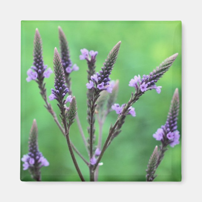 Purple Vervain Wildflower Flower Photo Magnet (Front)