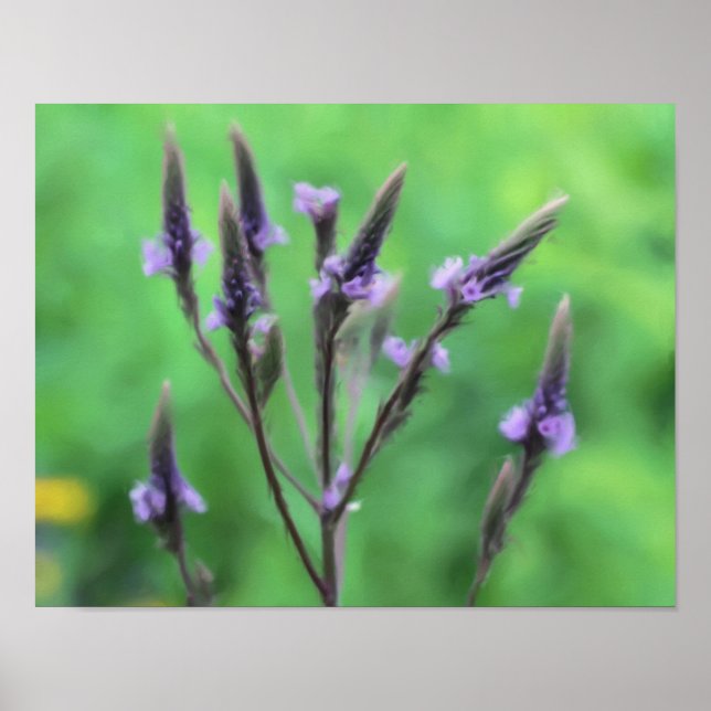 Purple Vervain Wildflower Photo Painting Poster (Front)