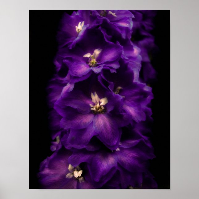 Purple Vintage Delphinium Poster (Front)
