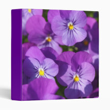 Purple Viola