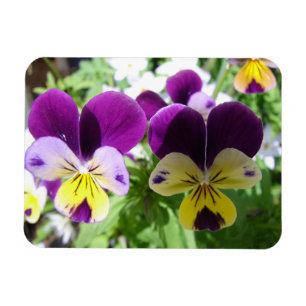Purple Viola Pansy Pretty Flower floral Card Magnet