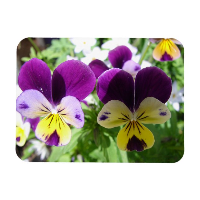 Purple Viola Pansy Pretty Flower floral Card Magnet (Horizontal)
