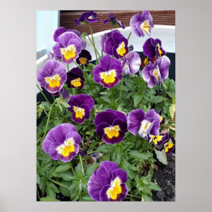 Purple Viola Violas Floral Flower Garden Poster