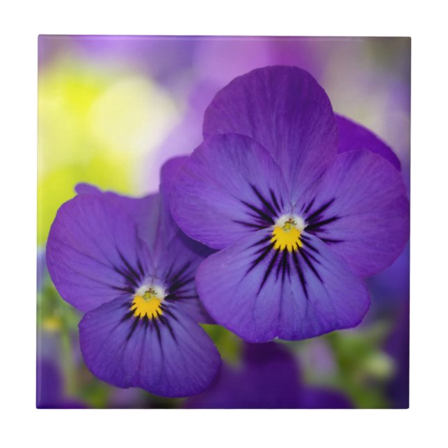 Purple Violas Ceramic Tile (Front)