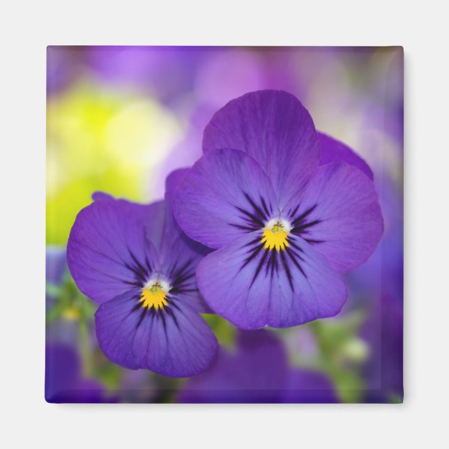 Purple Violas Magnet (Front)