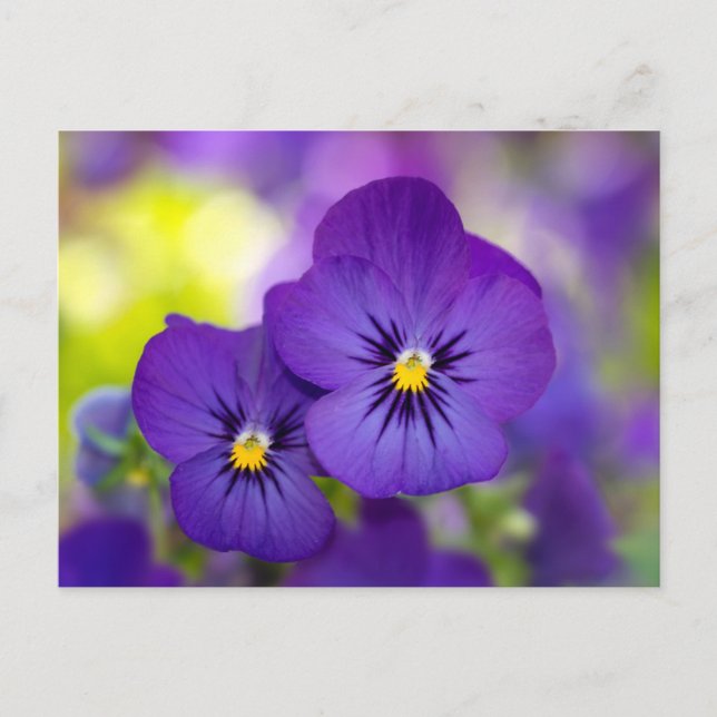 Purple Violas Postcard (Front)