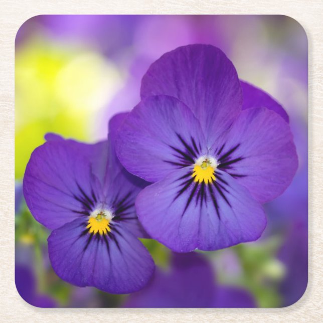 Purple Violas Square Paper Coaster (Front)