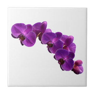 Purple Violet Orchid Flower Vine Ceramic Tile
