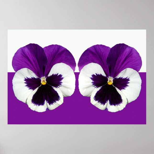Purple Violet Pansy Flowers Poster (Front)