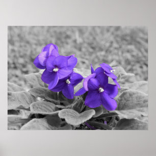Purple Violets, Poster