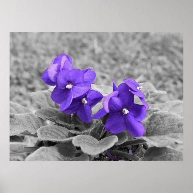 Purple Violets, Poster (Front)