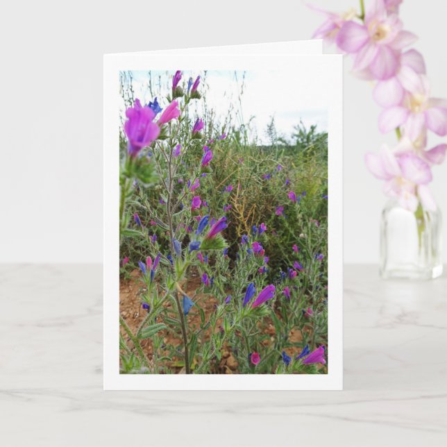 Purple Viper's-bugloss, Echium Plant Card (Orchid)